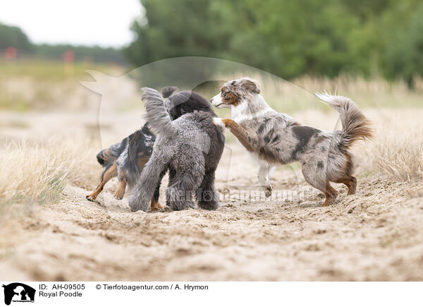 Kleinpudel / Royal Poodle / AH-09505