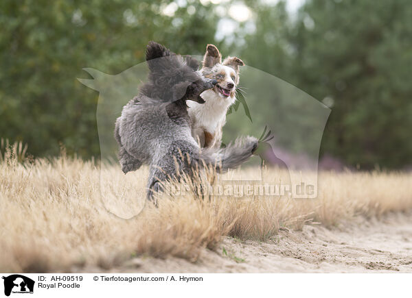 Kleinpudel / Royal Poodle / AH-09519