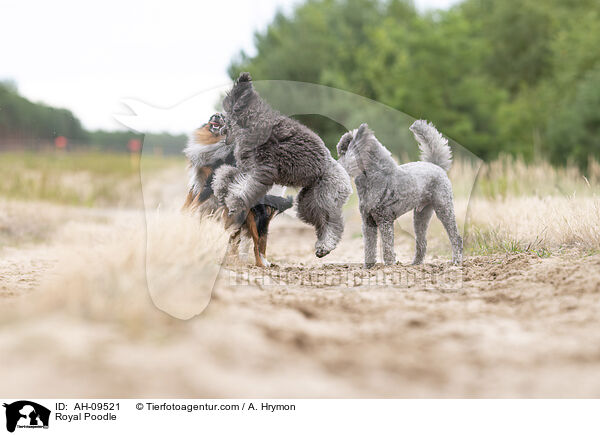 Kleinpudel / Royal Poodle / AH-09521