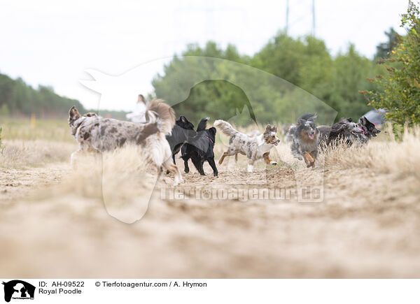 Kleinpudel / Royal Poodle / AH-09522