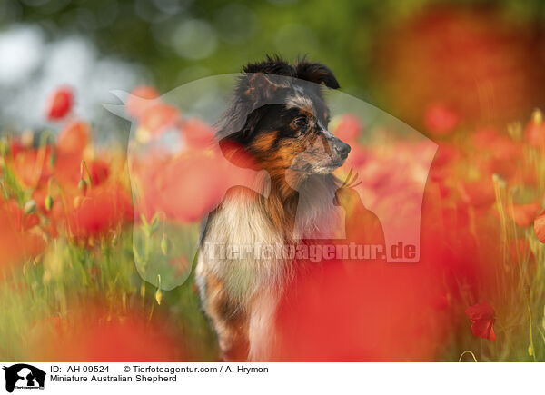 Miniature Australian Shepherd / Miniature Australian Shepherd / AH-09524