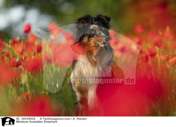 Miniature Australian Shepherd / Miniature Australian Shepherd / AH-09525