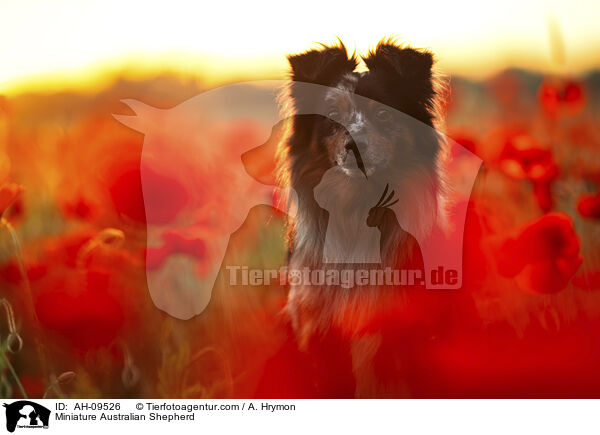 Miniature Australian Shepherd / Miniature Australian Shepherd / AH-09526