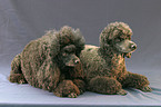 lying poodles