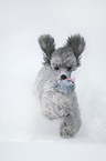 silver poodle in snow