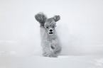 silver poodle in snow