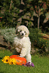 Standard Poodle Puppy
