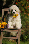 Standard Poodle Puppy