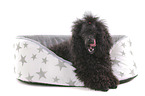 lying Standard Poodle