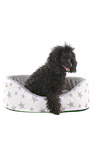 sitting Standard Poodle