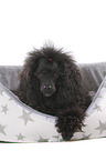 lying Standard Poodle