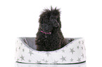 sitting Standard Poodle