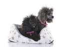 2 Standard Poodles