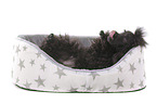lying Standard Poodle