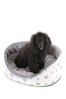 sitting Standard Poodle