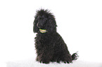 sitting Standard Poodle