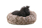 lying Standard Poodle