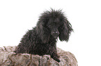 Standard Poodle Portrait