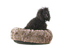 sitting Standard Poodle
