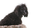 Standard Poodle Portrait