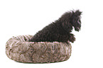 sitting Standard Poodle