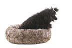 sitting Standard Poodle