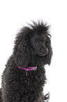 Standard Poodle Portrait