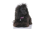lying Standard Poodle