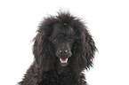 Standard Poodle Portrait