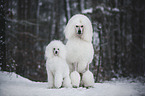2 Poodle