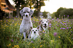 3 Dogs