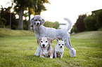 3 Dogs