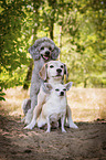 3 Dogs