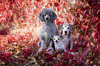 3 Dogs