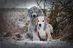 2 Dogs