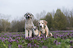 3 Dogs
