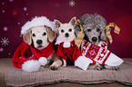 3 Dogs