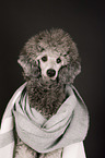 Standard Poodle portrait
