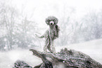 standing Standard Poodle