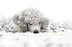 lying Standard Poodle