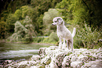 standing Standard Poodle