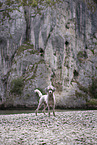 standing Standard Poodle