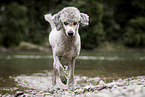 running Standard Poodle