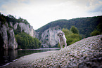 standing Standard Poodle