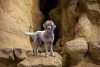 standing Standard Poodle