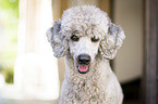 Standard Poodle portrait
