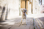 standing Standard Poodle