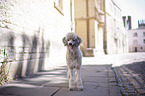 standing Standard Poodle