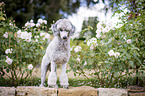 standing Standard Poodle
