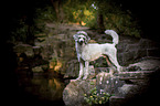 standing Standard Poodle